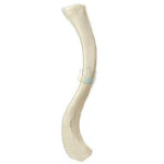 Clavicle Model